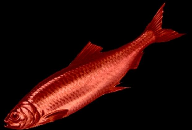 Red herring. Serialitat i altres marcs esmunyedissos de la narració audiovisual contemporània
