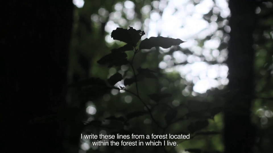 Cartas desde el bosque