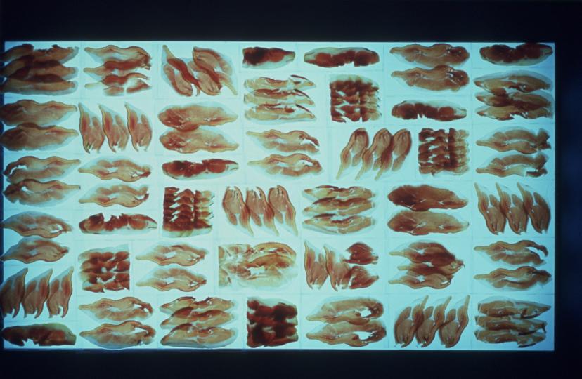 Jamon