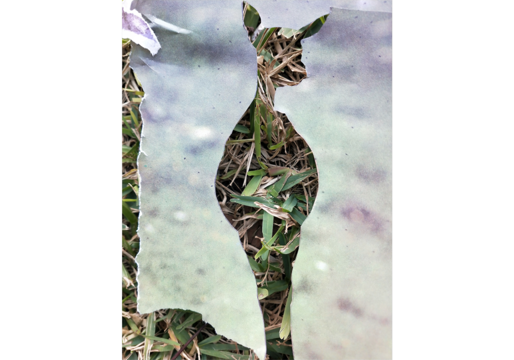 Taller de collage per l&#039;alliberament animal